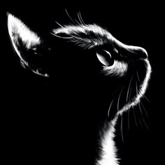 a black and white photo of a cat's face looking up at the sky