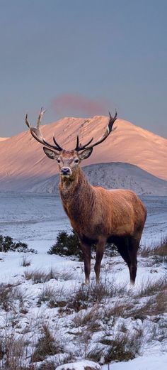 a large red deer standing on top of a snow covered field with mountains in the background