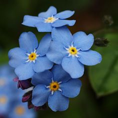 small blue flowers with yellow centers on them