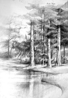 a pencil drawing of some trees by the water