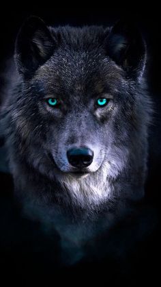 a wolf with blue eyes in the dark