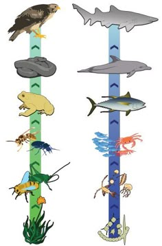 an image of different types of animals in the ocean and on poles that are painted to look like sea creatures