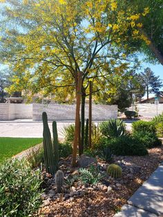 a cactus garden in front of a white fence with yellow flowers and trees around it