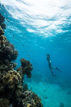 a person swimming in the ocean with lots of corals and small fish around them