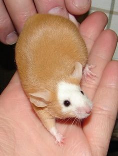 a small brown and white hamster in someone's hand