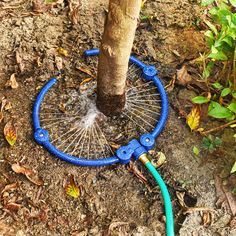 a blue hose connected to a tree in the ground