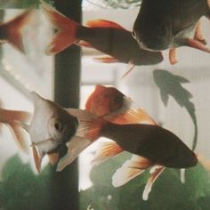 several goldfish swimming in an aquarium together