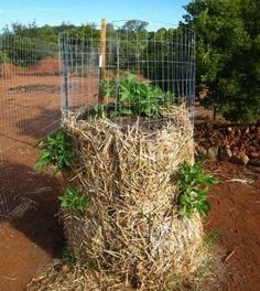 a fenced in area with hay and plants growing out of the top of it