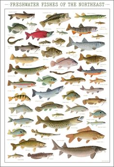 a poster with different types of fish on it's sides and the words fresh water fish