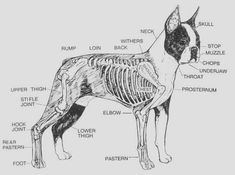 an image of a dog's skeleton and its major parts in black and white