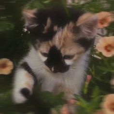 a kitten sitting in the middle of some flowers