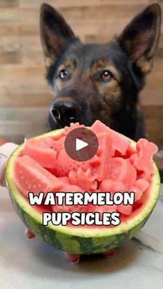 a dog is looking at a watermelon cut in half with the caption, watermelon puppies