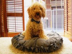 a brown dog sitting on top of a pillow