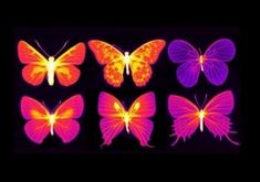 four different colored butterflies on a black background, one is orange and the other is pink