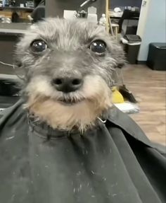 the dog is getting his hair cut at the salon