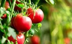 tomatoes growing on the vine in an open field