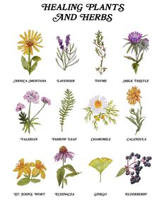 a poster with different types of plants and herbs on it's side, including the names