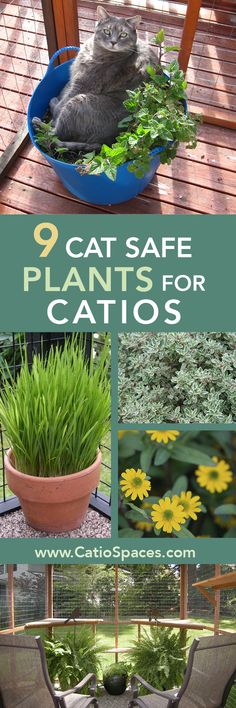 cat safe plants for cats that are easy to keep in the garden and on the deck