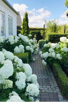 white hydrangeas line the walkway in front of a house