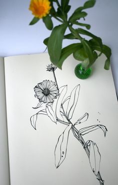 a vase with flowers sitting on top of a table next to an open book that has been drawn