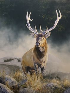 Jackson Hole Art, Bison Art, Deer Painting, Creation Photo