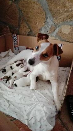 a brown and white dog laying on top of a cardboard box filled with puppies