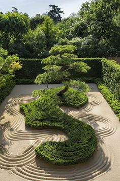 a very nice looking tree in the middle of a garden with many bushes and trees