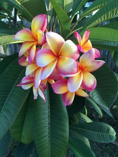 a bunch of pink and yellow flowers growing on a tree in front of some green leaves