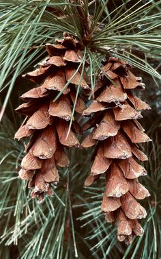 some pine cones hanging from a tree branch