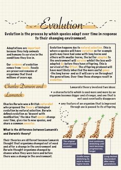 an info sheet describing the evolution of giraffes