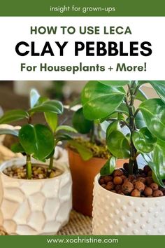 three potted plants with text overlay how to use leca clay pebbles for houseplants and more