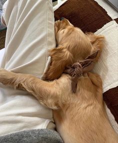 a small brown dog laying on top of a couch