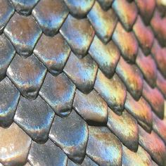 a close up view of the skin of a snake's head, with multicolored scales