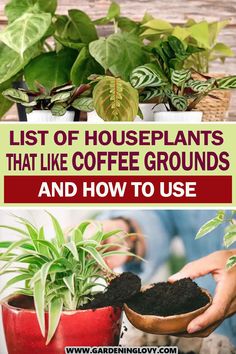 some plants that are growing in pots with the words list of houseplants that like coffee grounds and how to use them