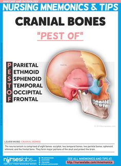 the anatomy of the cranin bones and their corresponding parts are shown in this poster