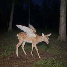 a young deer with white wings walking in the dark forest at night, it looks like he is about to take off