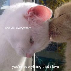 a cat kissing another cat with the caption i see you everywhere, you're everything that i love