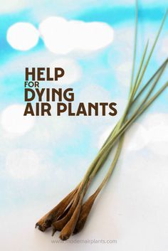 some dry plants with the words help for dying air plants