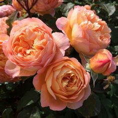 several peach colored roses blooming in the garden