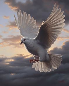 a white bird flying through the air with its wings spread