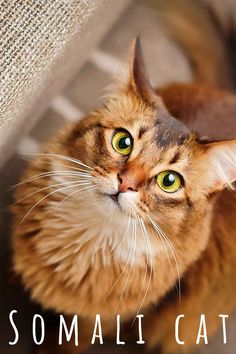 Senior Cat, Cat Breed, Pet Care Tips, Urinary Tract, Happy Cat, The Happy, Care Tips, Cat Breeds, Pet Care