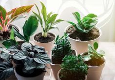 there are many different types of plants in the potted planters on the table