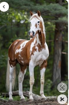 a brown and white horse standing in the woods