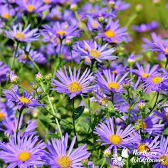 purple flowers with yellow centers in the middle