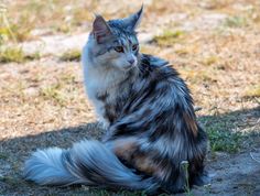 a long haired cat sitting on the ground looking off into the distance with grass and dirt in the foreground