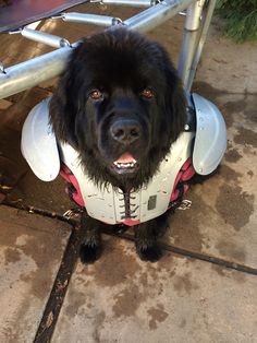 a large black dog wearing a white jacket and helmet sitting under a metal structure on the ground