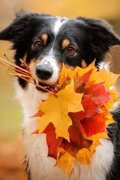 a black and white dog is holding autumn leaves