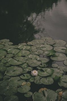 a white flower floating on top of a pond filled with lily pads