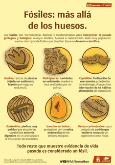 a poster with different types of food in spanish, english and latin language on it