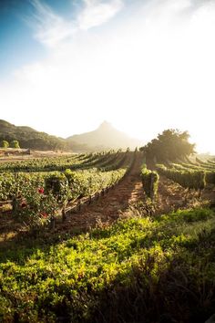 the sun shines brightly over an open field with vines and flowers on each side